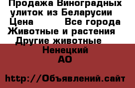 Продажа Виноградных улиток из Беларусии › Цена ­ 250 - Все города Животные и растения » Другие животные   . Ненецкий АО